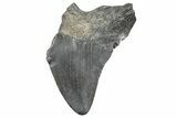 Partial Megalodon Tooth - South Carolina #320721-1